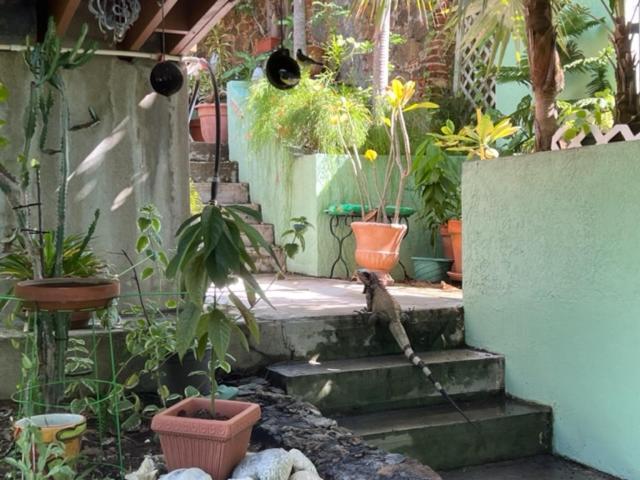 The Green Iguana Hotel Charlotte Amalie Extérieur photo